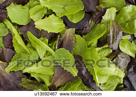 Salad greens View Large Photo Image Stock Photo - Salad greens. Fotosearch