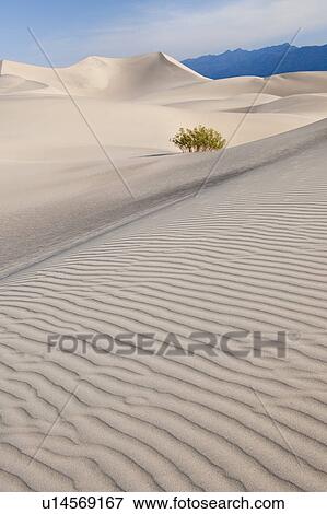 Sand dunes in the desert View Large Photo Image Stock Photo - Sand dunes in the desert. Fotosearch