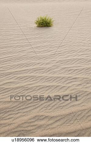 Sand dunes in the desert View Large Photo Image Stock Photograph - Sand dunes in the desert. Fotosearch