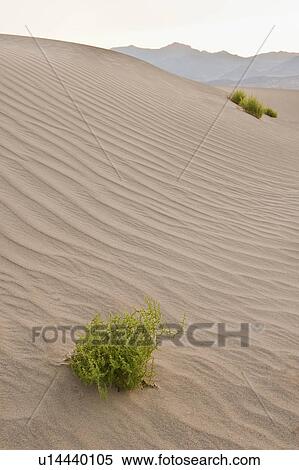 Sand dunes in the desert View Large Photo Image Stock Photography - Sand dunes in the desert. Fotosearch