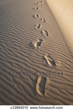 Sand dunes in the desert with footprints View Large Photo Image Stock Image - Sand dunes in the desert with footprints. Fotosearch