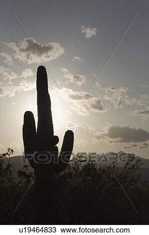 Silhouette of a cactus View Large Photo Image Stock Image - Silhouette of a cactus. Fotosearch