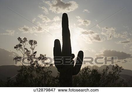 Stock Photo - Silhouette of a cactus. Fotosearch