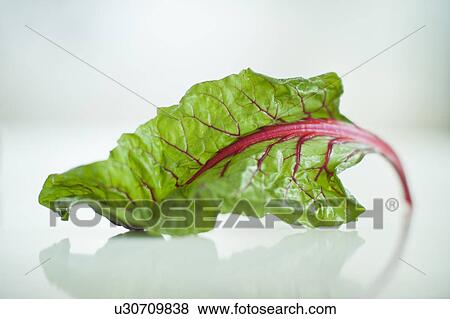 Swiss chard View Large Photo Image Stock Photo - Swiss chard. Fotosearch