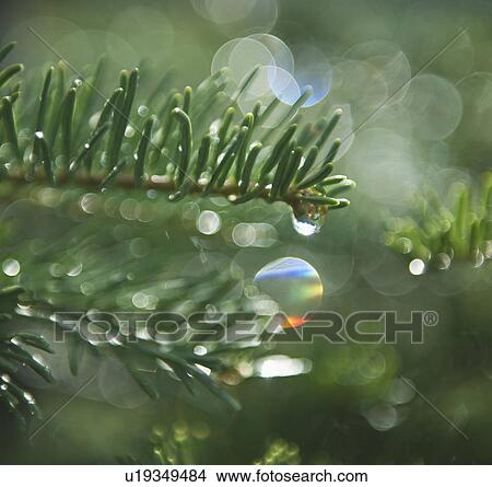 Tree branches outdoors View Large Photo Image Picture - Tree branches outdoors. Fotosearch