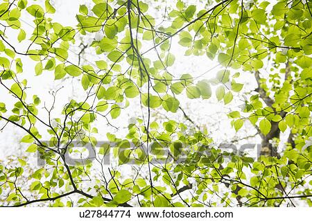Picture - Tree branches outdoors. Fotosearch
