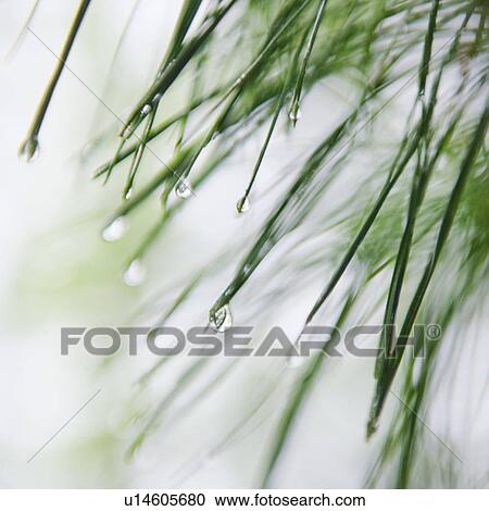 Stock Image - Tree branches outdoors. Fotosearch