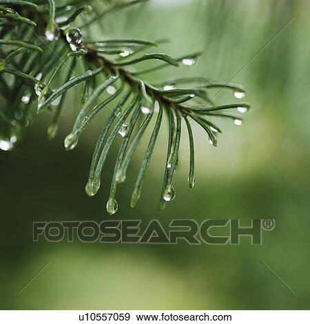 Tree branches outdoors View Large Photo Image Stock Photo - Tree branches outdoors. Fotosearch