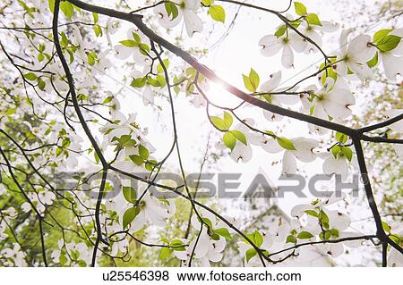 Stock Photo - Tree branches outdoors. Fotosearch