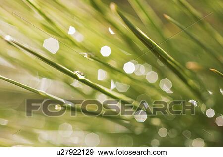 Stock Photo - Tree branches outdoors. Fotosearch