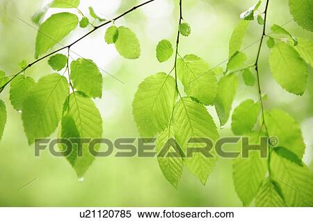 Stock Photography - Tree branches outdoors. Fotosearch