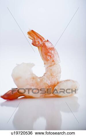 Two shrimps View Large Photo Image Stock Photograph - Two shrimps. Fotosearch