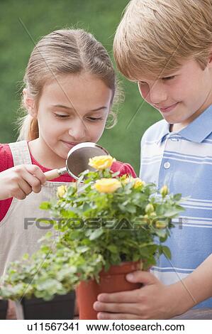 Two young children examining a flower View Large Photo Image Stock Image - Two young children examining a flower. Fotosearch