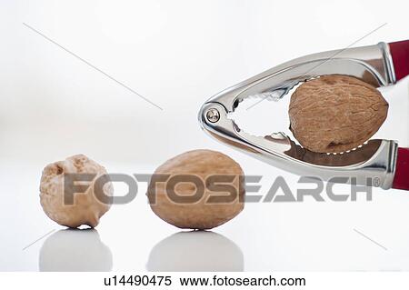 Walnuts being cracked open View Large Photo Image Stock Photography - Walnuts being cracked open. Fotosearch