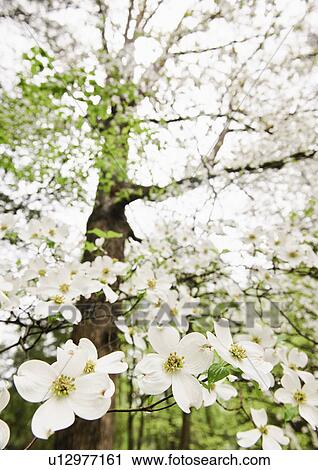Stock Image - White Flowers. Fotosearch