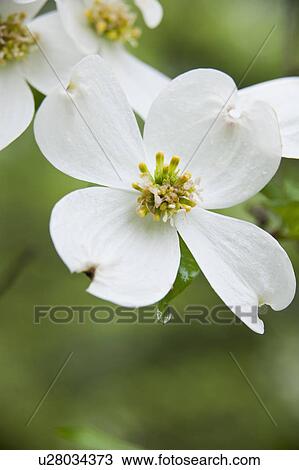 Stock Image - White Flowers. Fotosearch