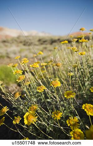 Wildflowers View Large Photo Image Stock Photo - Wildflowers. Fotosearch