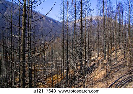 A bare forest View Large Photo Image Stock Image - A bare forest. Fotosearch