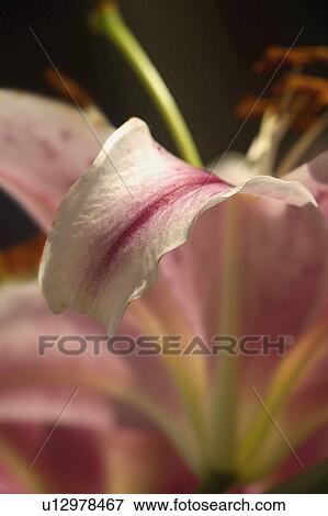 A beautiful flower View Large Photo Image Stock Photo - A beautiful flower. Fotosearch