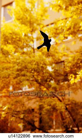 A bird reflection on a window View Large Photo Image Stock Photograph - A bird reflection on a window. Fotosearch