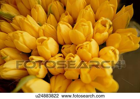 A bouquet of yellow tulips View Large Photo Image Stock Image - A bouquet of yellow tulips. Fotosearch