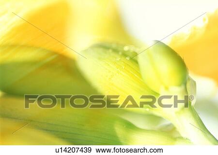 A bright composition View Large Photo Image Stock Photo - A bright composition. Fotosearch