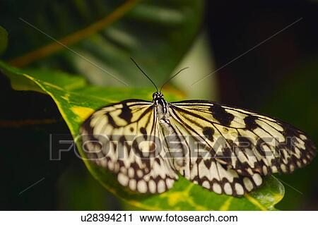 A butterfly View Large Photo Image Stock Image - A butterfly. Fotosearch