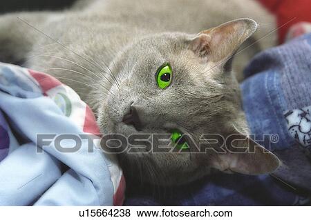 A cat with green eyes View Large Photo Image Stock Photo - A cat with green eyes. Fotosearch