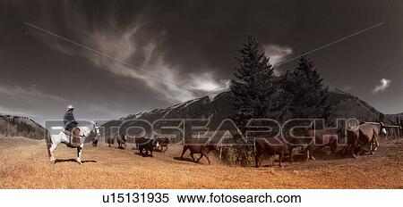 A cattle roundup View Large Photo Image Stock Photography - A cattle roundup. Fotosearch