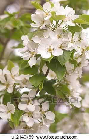 A cluster of white flowers View Large Photo Image Stock Photo - A cluster of white flowers. Fotosearch