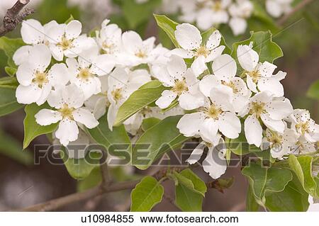 A cluster of white flowers View Large Photo Image Stock Photography - A cluster of white flowers. Fotosearch