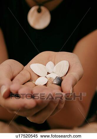 Stock Photography - A collection of seashells. Fotosearch