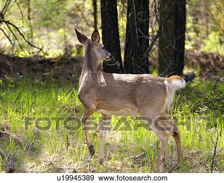 A deer View Large Photo Image Stock Photo - A deer. Fotosearch