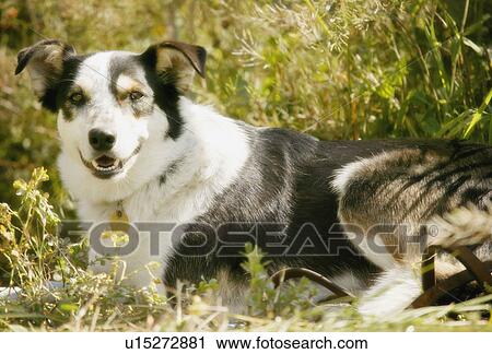 Stock Image - A dog. Fotosearch