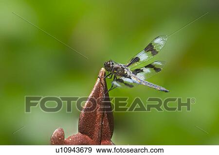 A dragonfly View Large Photo Image Stock Photo - A dragonfly. Fotosearch