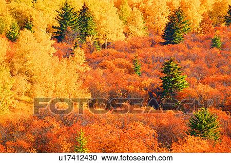 Stock Image - A forest of color. Fotosearch
