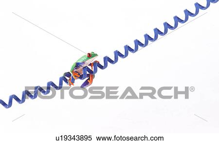 A frog on a cord View Large Photo Image Stock Photography - A frog on a cord. Fotosearch