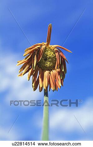 Picture - A Gerber Daisy. Fotosearch