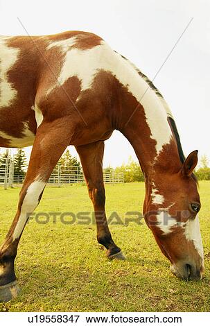 Stock Photo - A horse grazing. Fotosearch