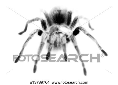 A large Tarantula spider View Large Photo Image Picture - A large Tarantula spider. Fotosearch