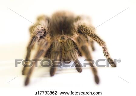 A large Tarantula spider View Large Photo Image Stock Image - A large Tarantula spider. Fotosearch
