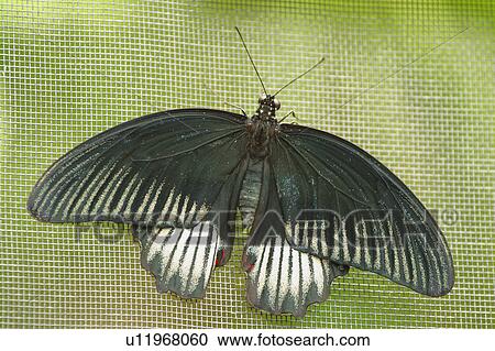 A moth View Large Photo Image Stock Image - A moth. Fotosearch
