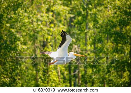 A pelican in flight View Large Photo Image Stock Photo - A pelican in flight. Fotosearch