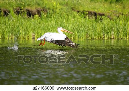 A pelican over water View Large Photo Image Stock Photograph - A pelican over water. Fotosearch