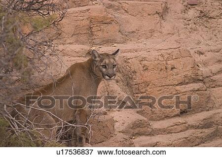 A puma View Large Photo Image Stock Photo - A puma. Fotosearch