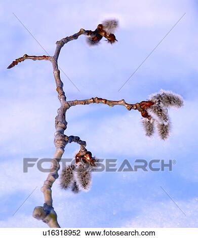 A pussy willow branch in snow View Large Photo Image Stock Image - A pussy willow branch in snow. Fotosearch