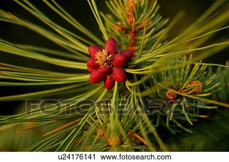 Stock Image - A red blossom. Fotosearch