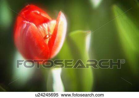 A red flower View Large Photo Image Stock Photography - A red flower. Fotosearch