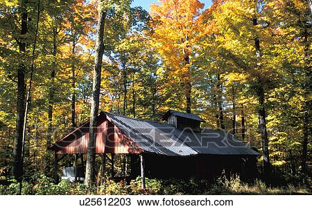 A rustic building in the forest View Large Photo Image Stock Image - A rustic building in the forest. Fotosearch