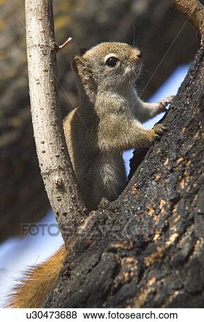 A small Red Squirrel View Large Photo Image Stock Photo - A small Red Squirrel. Fotosearch